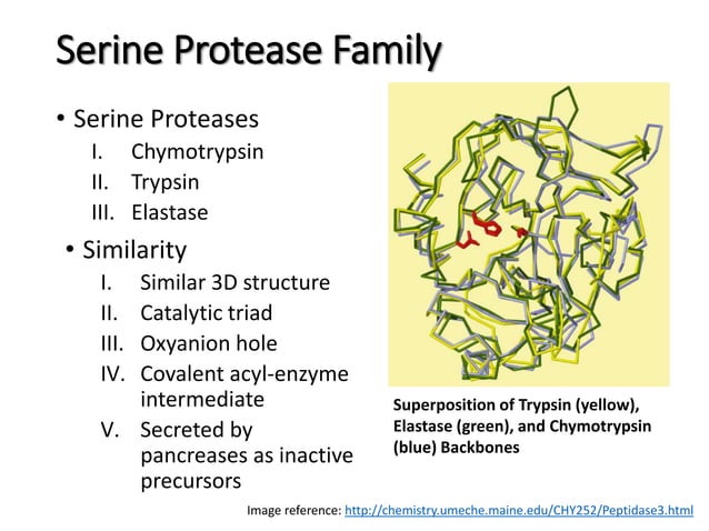 Chapter 3 Structure And Function Of Serine Proteases – IAPFDB