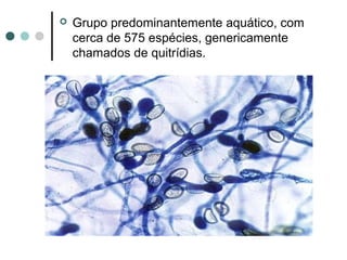  Grupo predominantemente aquático, com
cerca de 575 espécies, genericamente
chamados de quitrídias.
 