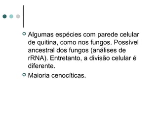  Algumas espécies com parede celular
de quitina, como nos fungos. Possível
ancestral dos fungos (análises de
rRNA). Entretanto, a divisão celular é
diferente.
 Maioria cenocíticas.
 