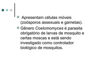  Apresentam células móveis
(zoósporos assexuais e gametas).
 Gênero Coelomomyces é parasita
obrigatório de larvas de mosquito e
certas moscas e está sendo
investigado como controlador
biológico de mosquitos.
 