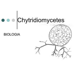 Chytridiomycetes
BIOLOGIA
 