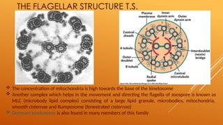 THE FLAGELLAR STRUCTURE T.S.
 The concentration of mitochondria is high towards the base of the kinetosome
 Another complex which helps in the movement and directing the flagella of zoospore is known as
MLC (microbody lipid complex) consisting of a large lipid granule, microbodies, mitochondria,
smooth cisternae and Rumposome (fenestrated cisternae)
 Dormant kinetosome is also found in many members of this family
 