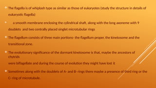  The flagella is of whiplash type as similar as those of eukaryotes (study the structure in details of
eukaryotic flagella)
 a smooth membrane enclosing the cylindrical shaft, along with the long axoneme with 9
doublets and two centrally placed singlet microtubular rings
 The flagellum consists of three main portions- the flagellum proper, the kinetosome and the
transitional zone.
 The evolutionary significance of the dormant kinetosome is that, maybe the ancestors of
chytrids
were biflagellate and during the course of evolution they might have lost it
 Sometimes along with the doublets of A- and B- rings there maybe a presence of third ring or the
C- ring of microtubule.
 