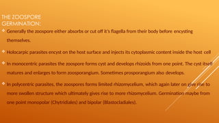 THE ZOOSPORE
GERMINATION:
 Generally the zoospore either absorbs or cut off it’s flagella from their body before encysting
themselves.
 Holocarpic parasites encyst on the host surface and injects its cytoplasmic content inside the host cell
 In monocentric parasites the zoospore forms cyst and develops rhizoids from one point. The cyst itself
matures and enlarges to form zoosporangium. Sometimes prosporangium also develops.
 In polycentric parasites, the zoospores forms limited rhizomycelium, which again later on give rise to
more swollen structure which ultimately gives rise to more rhizomycelium. Germination maybe from
one point monopolar (Chytridiales) and bipolar (Blastocladiales).
 