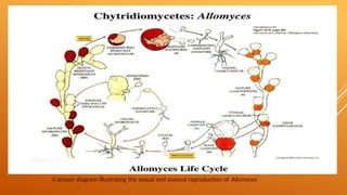 A proper diagram illustrating the sexual and asexual reproduction of Allomyces
 