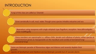 INTRODUCTION
Fungi of this class are called as ‘Chytrids’
Grow aerobically in soil, mud, water. Though some species inhabits estuaries and sea
Reproduce using zoospores with single whiplash type flagellum; exception- Neocallimastigales
have multiflagella
Many members are saprotrophs i.e. utilizes chitin, keratin and cellulose of plants; whilst species of
Caulochytrium grows as mycoparasite on the mycelium and conidia of terrestrial fungi
terrestrial fungi
Some are biotropic parasite of filamentous algae and diatoms and severely deplete their
growth;
species of Synchytrium and Olpidium are too biotropic parasite but of vascular plants
 