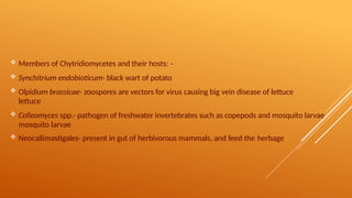  Members of Chytridiomycetes and their hosts: -
 Synchitrium endobioticum- black wart of potato
 Olpidium brassicae- zoospores are vectors for virus causing big vein disease of lettuce
lettuce
 Colleomyces spp.- pathogen of freshwater invertebrates such as copepods and mosquito larvae
mosquito larvae
 Neocallimastigales- present in gut of herbivorous mammals, and feed the herbage
 