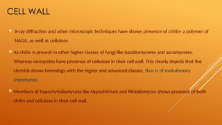 CELL WALL
 X-ray diffraction and other microscopic techniques have shown presence of chitin- a polymer of
NAGA, as well as cellulose.
 As chitin is present in other higher classes of fungi like basidiomycetes and ascomycetes.
Whereas oomycetes have presence of cellulose in their cell wall. This clearly depicts that the
chytrids shows homology with the higher and advanced classes, thus is of evolutionary
importance.
 Members of hypochytrdiomycota like Hypochitrium and Rhizidiomyces shows presence of both
chitin and cellulose in their cell wall.
 