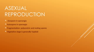 ASEXUAL
REPRODUCTION
 Zoospore in sporangia
 Autospore in sporangia
 Fragmentation- polycentric and resting spores
 Vegetative stage is generally haploid
 