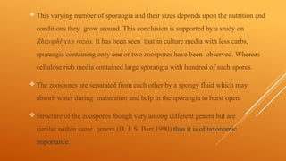  This varying number of sporangia and their sizes depends upon the nutrition and
conditions they grow around. This conclusion is supported by a study on
Rhizophlyctis rozea. It has been seen that in culture media with less carbs,
sporangia containing only one or two zoospores have been observed. Whereas
cellulose rich media contained large sporangia with hundred of such spores.
 The zoospores are separated from each other by a spongy fluid which may
absorb water during maturation and help in the sporangia to burst open
 Structure of the zoospores though vary among different genera but are
similar within same genera (D. J. S. Barr,1990) thus it is of taxonomic
importance.
 