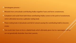  Somatogamy process: -
 Rhizoids from uninucleate contributing thallus together fuses and forms anastomosis.
 Cytoplasm and nuclei from both these contributing thallus comes to the point of anastomosis,
which ultimately becomes a globular resting body
 These resting body is binucleate and full of cytosol causing the contributing thalli to become
empty
 Two nuclei later fuses to form a diploid body which ultimately gives rise to a sporangium which
are not genetically dissimilar than their parents.
 