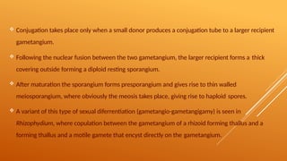  Conjugation takes place only when a small donor produces a conjugation tube to a larger recipient
gametangium.
 Following the nuclear fusion between the two gametangium, the larger recipient forms a thick
covering outside forming a diploid resting sporangium.
 After maturation the sporangium forms presporangium and gives rise to thin walled
meiosporangium, where obviously the meosis takes place, giving rise to haploid spores.
 A variant of this type of sexual diferrentiation (gametangio-gametangigamy) is seen in
Rhizophydium, where copulation between the gametangium of a rhizoid forming thallus and a
forming thallus and a motile gamete that encyst directly on the gametangium.
 