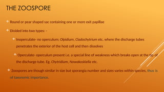 THE ZOOSPORE
 Round or pear shaped sac containing one or more exit papillae
 Divided into two types: -
 Inoperculate- no operculum; Olpidium, Cladochytrium etc. where the discharge tubes
penetrates the exterior of the host cell and then dissolves
 Operculate- operculum present i.e. a special line of weakness which breaks open at the tip of
the discharge tube. Eg. Chytridium, Nowakoskiella etc.
 Zoospores are though similar in size but sporangia number and sizes varies within species, thus is
of taxonomic importance.
 