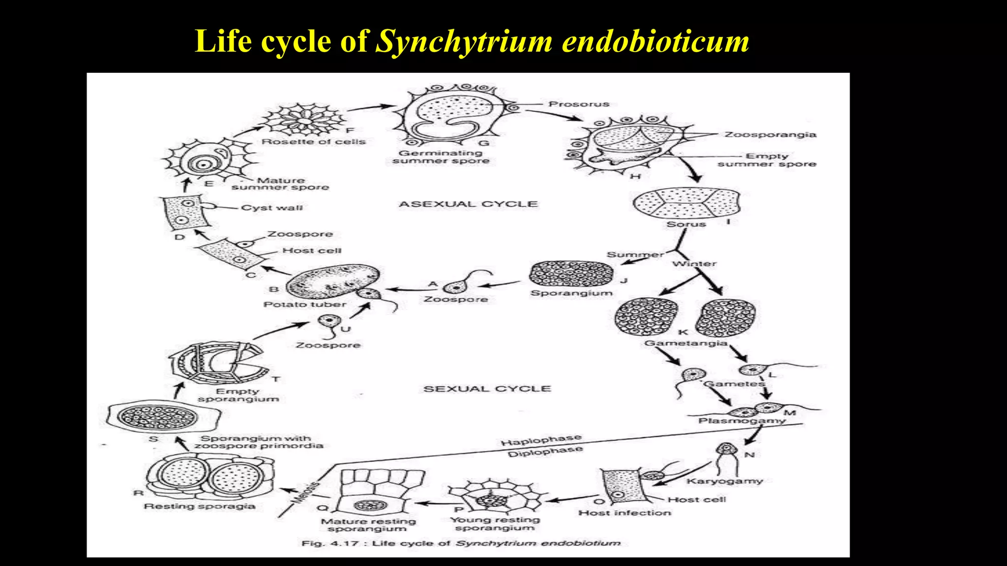 Chytridiomycota Characters Taxonomy Life Cycle Of Synchrium And Major 