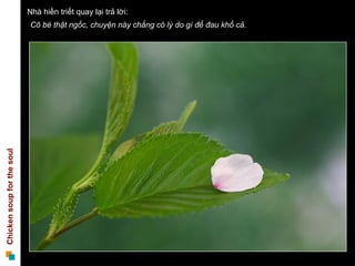 Nhà hiền triết quay lại trả lời: Cô bé thật ngốc, chuyện này chẳng có lý do gì để đau khổ cả.  