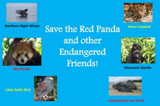 Save the Red Panda 
and other 
Endangered 
Friends! 
Amur Leopard 
Northern Right Whale 
Red Panda Mountain Gorilla 
Leatherback Sea Turtle 
Little DoDo Bird 
