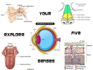 Your

five

explore

Senses

 