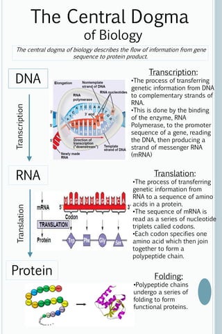 The Central Dogma 
The central dogma of biology describes the flow of information from gene 
DNA 
of Biology 
Translation Transcription 
RNA 
Protein 
Transcription: 
sequence to protein product. 
•The process of transferring 
genetic information from DNA 
to complementary strands of 
RNA. 
•This is done by the binding 
of the enzyme, RNA 
Polymerase, to the promoter 
sequence of a gene, reading 
the DNA, then producing a 
strand of messenger RNA 
(mRNA) 
Translation: 
•The process of transferring 
genetic information from 
RNA to a sequence of amino 
acids in a protein. 
•The sequence of mRNA is 
read as a series of nucleotide 
triplets called codons. 
•Each codon specifies one 
amino acid which then join 
together to form a 
polypeptide chain. 
Folding: 
•Polypeptide chains 
undergo a series of 
folding to form 
functional proteins. 
