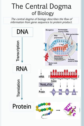 The Central Dogma 
The central dogma of biology describes the flow of 
information from gene sequence to protein product. 
DNA 
of Biology 
Translation Transcription 
RNA 
Protein 

