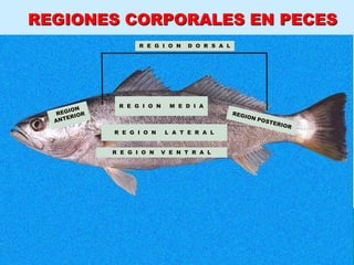 REGIONES CORPORALES EN PECES
R E G I O N D O R S A L
R E G I O N L A T E R A L
R E G I O N V E N T R A L
R E G I O N M E D I A
 
