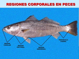 REGIONES CORPORALES EN PECES
REGION
YUGULAR REGION
PECTORAL REGION
ABDOMINAL
PEDUNCULO
CAUDAL
 