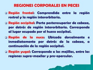 REGIONES CORPORALES EN PECES
 Región frontal: Comprendida entre la región
rostral y la región interorbitaria.
 Región occipital: Parte posterosuperior de cabeza,
por detrás de región interorbitaria. Corresponde
al lugar ocupado por el hueso occipital.
 Región de la nuca: Ubicada dorsalmente e
inmediatamente por detrás de la cabeza, a
continuación de la región occipital.
 Región yugal: Corresponde a las mejillas, entre las
regiones supra-maxilar y pre-opercular.
 