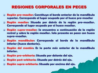 REGIONES CORPORALES EN PECES
 Región pre-maxilar: Constituye el borde anterior de la mandíbula
superior. Corresponde al lugar ocupado por el hueso pre-maxilar
 Región maxilar: Situada por detrás de la región pre-maxilar.
Corresponde al lugar ocupado por el hueso maxilar.
 Región supra-maxilar: Se encuentra a continuación de la región
rostral y sobre la región maxilar. Solo presente en peces con hueso
supra-maxilar.
 Región mandibular: Corresponde al borde de la mandíbula
inferior (hueso dentario).
 Región del mentón: Es la parte más anterior de la mandíbula
inferior.
 Región pre-orbitaria: Situada por delante del ojo.
 Región post-orbitaria: Situada por detrás del ojo.
 Región supra-orbitaria: Situada por encima del ojo.
 