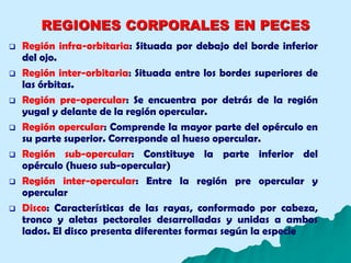 REGIONES CORPORALES EN PECES
 Región infra-orbitaria: Situada por debajo del borde inferior
del ojo.
 Región inter-orbitaria: Situada entre los bordes superiores de
las órbitas.
 Región pre-opercular: Se encuentra por detrás de la región
yugal y delante de la región opercular.
 Región opercular: Comprende la mayor parte del opérculo en
su parte superior. Corresponde al hueso opercular.
 Región sub-opercular: Constituye la parte inferior del
opérculo (hueso sub-opercular)
 Región inter-opercular: Entre la región pre opercular y
opercular
 Disco: Características de las rayas, conformado por cabeza,
tronco y aletas pectorales desarrolladas y unidas a ambos
lados. El disco presenta diferentes formas según la especie
 