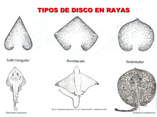 TIPOS DE DISCO EN RAYAS
Rhinobatos planiceps Urolophus tumbesencis
 