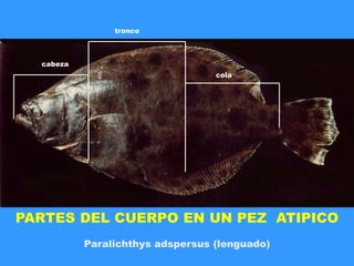 cabeza
tronco
cola
PARTES DEL CUERPO EN UN PEZ ATIPICO
Paralichthys adspersus (lenguado)
 