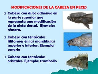 MODIFICACIONES DE LA CABEZA EN PECES
 Cabeza con disco adhesivo en
la parte superior que
representa una modificación
de la aleta dorsal. Ejemplo:
rémora.
 Cabeza con tentáculos
filiformes en las mandíbulas
superior e inferior. Ejemplo:
congrio
 Cabeza con tentáculos
orbitales. Ejemplo: trambollo.
 