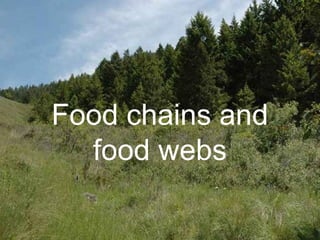 Food chains and 
food webs 
 