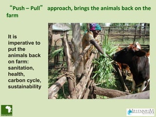 “Push – Pull” approach, brings the animals back on the
farm


It is
imperative to
put the
animals back
on farm:
sanitation...
