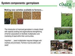 Making new varieties available to farmers… The introduction of improved germplasm is closely linked with capacity building...