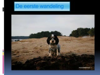 De eerste wandeling
 