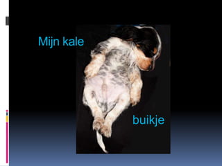 Mijn kale




            buikje
 