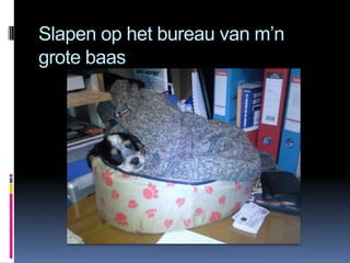 Slapen op het bureau van m’n
grote baas
 