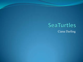 SeaTurtles Ciana Darling   
