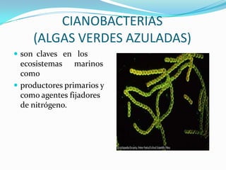 CIANOBACTERIAS
(ALGAS VERDES AZULADAS)
 son claves en los
ecosistemas marinos
como
 productores primarios y
como agentes fijadores
de nitrógeno.
 