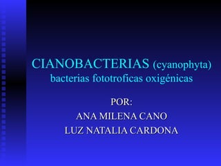 CIANOBACTERIAS (cyanophyta)
bacterias fototroficas oxigénicas
POR:POR:
ANA MILENA CANOANA MILENA CANO
LUZ NATALIA CARDONALUZ NATALIA CARDONA
 