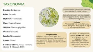 TAXONOMIA
Dominio: Prokaryota
Reino: Bacteria
Phylum: Cyanobacteria
Clase: Cyanophyceae
Subclase: Nostocophycidae
Orden: Nostocales
Familia: Nostocaceae
Género: Nostoc
Nombre científico: Nostoc commune
(Bornet & Flahault, 1888)
Forma colonias gelatinosas de color
azul verdoso a pardo oscuro.
Las colonias están compuestas por
filamentos enredados dentro de una
matriz mucilaginosa.
Su matriz mucilaginosa le
brinda protección frente
a la desecación y la
radiación solar,
permitiéndole resistir
condiciones ambientales
cambiantes típicas de
estos entornos.
Adaptaciones
Presenta la capacidad para fijar
nitrógeno atmosférico (heterocistos), lo
que le permite desarrollarse incluso
cuando hay competencia por nutrientes
inorgánicos.
Ecología
Visibles sobre el suelo húmedo,
rocas, márgenes de cuerpos de agua
y zonas pavimentadas.
 
