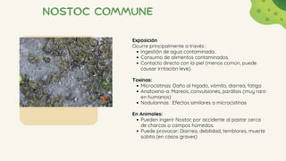 Nostoc commune
Exposición
Ocurre principalmente a través :
Ingestión de agua contaminada.
Consumo de alimentos contaminados.
Contacto directo con la piel (menos común, puede
causar irritación leve).
Toxinas:
Microcistinas: Daño al hígado, vómito, diarrea, fatiga
Anatoxina-a: Mareos, convulsiones, parálisis (muy raro
en humanos)
Nodularinas : Efectos similares a microcistinas
En Animales:
Pueden ingerir Nostoc por accidente al pastar cerca
de charcas o campos húmedos.
Puede provocar: Diarrea, debilidad, temblores, muerte
súbita (en casos graves)
 