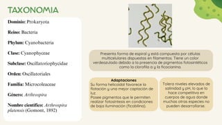 TAXONOMIA
Dominio: Prokaryota
Reino: Bacteria
Phylum: Cyanobacteria
Clase: Cyanophyceae
Subclase: Oscillatoriophycidae
Orden: Oscillatoriales
Familia: Microcoleaceae
Género: Arthrospira
Nombre científico: Arthrospira
platensis (Gomont, 1892)
Presenta forma de espiral y está compuesta por células
multicelulares dispuestas en filamentos. Tiene un color
verdeazulado debido a la presencia de pigmentos fotosintéticos
como la clorofila a y la ficocianina.
Tolera niveles elevados de
salinidad y pH, lo que la
hace competitiva en
cuerpos de agua donde
muchas otras especies no
pueden desarrollarse.
Adaptaciones
Su forma helicoidal favorece la
flotación y una mejor captación de
luz.
Posee pigmentos que le permiten
realizar fotosíntesis en condiciones
de baja iluminación (ficobilina).
 