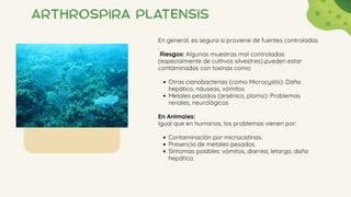 Arthrospira platensis
En general, es segura si proviene de fuentes controladas
.
Riesgos: Algunas muestras mal controladas
(especialmente de cultivos silvestres) pueden estar
contaminadas con toxinas como:
Otras cianobacterias (como Microcystis): Daño
hepático, náuseas, vómitos
Metales pesados (arsénico, plomo): Problemas
renales, neurológicos
En Animales:
Igual que en humanos, los problemas vienen por:
Contaminación por microcistinas.
Presencia de metales pesados.
Síntomas posibles: vómitos, diarrea, letargo, daño
hepático.
 