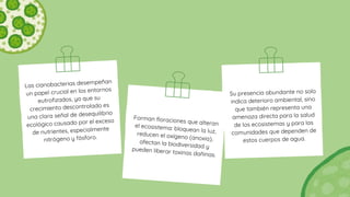 Las cianobacterias desempeñan
un papel crucial en los entornos
eutrofizados, ya que su
crecimiento descontrolado es
una clara señal de desequilibrio
ecológico causado por el exceso
de nutrientes, especialmente
nitrógeno y fósforo.
Forman floraciones que alteran
el ecosistema: bloquean la luz,
reducen el oxígeno (anoxia),
afectan la biodiversidad y
pueden liberar toxinas dañinas.
Su presencia abundante no solo
indica deterioro ambiental, sino
que también representa una
amenaza directa para la salud
de los ecosistemas y para las
comunidades que dependen de
estos cuerpos de agua.
 