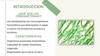 Introduccion
¿Qué son las
cianobacterias?
Las cianobacterias son microorganismos
fotosintéticos que desempeñan un papel
crucial en los ecosistemas acuáticos y
terrestres.
Características
Organismos procariotas fotosintéticos.
Capacidad de realizar fotosíntesis
oxigenada .
Responsables de la vida en la tierra.
 