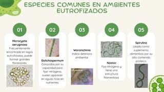 01 02 03 04 05
Spirulina
Usada como
suplemento
alimenticio por su
alto contenido
proteico.
Nostoc
Fija nitrógeno y
tiene una
estructura
filamentosa.
Woronichinia
Indica deterioro
ambiental.
Dolichospermum
Conocidas por su
capacidad para
fijar nitrógeno,
suelen aparecer
en aguas ricas en
nutrientes.
Microcystis
aeruginosa
Frecuentemente
encontrada en lagos
eutrofizados, puede
formar grandes
floraciones.
Especies Comunes en Ambientes
Eutrofizados
 