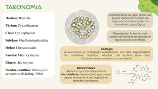 TAXONOMIA
Dominio: Bacteria
Phylum: Cyanobacteria
Clase: Cyanophyceae
Subclase: Oscillatoriophycidae
Orden: Chroococcales
Familia: Microcystaceae
Género: Microcystis
Nombre científico: Microcystis
aeruginosa (Kützing, 1846)
Cianobacteria de agua dulce que
puede formar floraciones de
algas nocivas de importancia
económica y ecológica.
Representan la forma más
común de floraciones tóxicas en
aguas dulces eutróficas.
Ecología
se encuentra en ambientes eutrofizados, con alta disponibilidad
de nutrientes: fosfatos, nitratos, pH alcalino, entre otros
factores que promueven su crecimiento.
Adaptaciones
Tiene la capacidad de producir
microcistinas, hepatotóxina que puede
causar la muerte al ser ingerida en
grandes cantidades.
 