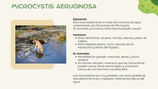 Microcystis aeruginosa
Exposición
Ocurre principalmente a través del consumo de agua
contaminada con floraciones de Microcystis.
En animales y humanos, estas toxinas pueden causar:
Humanos:
Dolor abdominal, náuseas, vómitos, diarrea y dolor de
cabeza.
Daño hepático severo, como necrosis de los
hepatocitos (células del hígado).
En Animales:
Mortalidad en ganado, mascotas, peces y fauna
silvestre.
En ratones, estudios mostraron que las microcistinas
pueden causar shock hemorrágico y muerte en
menos de una hora tras una dosis letal.
Las microcistinas son muy estables, con poca pérdida de
toxicidad al hervirse o mediante tratamientos típicos del
agua.
 