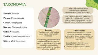 TAXONOMIA
Dominio: Bacteria
Phylum: Cyanobacteria
Clase: Cyanophyceae
Subclase: Nostocophycidae
Orden: Nostocales
Familia: Aphanizomenonaceae
Género: Dolichospermum
Género de cianobacterias
filamentosas conocido
antiguamente como Anabaena.
Son conocidas por su capacidad
para fijar nitrógeno y forman
relaciones simbióticas con ciertas
plantas, como el helecho mosquito.
Ecología
Habita aguas estancadas,
como lagos, estanques y
arrozales.
Su dominio y persistencia han
aumentado en los últimos
años debido a la eutrofización
causada por actividades
antropogénicas y el cambio
climático global.
Adaptaciones
Tienen una notable capacidad de
adaptarse a diversas condiciones
ambientales, lo que les permite formar
floraciones en una amplia gama de
entornos:
Capacidad para fijar nitrógeno
atmosférico (heterocistos).
Formación de esporas (acinetos).
 